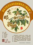 龙眼 桂圆 手绘中药 中医推广