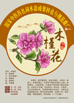 木槿花 国家中医药名词术语