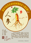 人参 五加科人参属 手绘中药