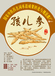 孩儿参 太子参 手绘中药