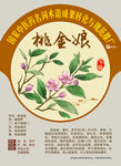 桃金娘 手绘中草药 中医药名词