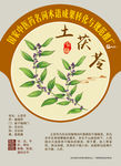 土茯苓 中医药推广 手绘中药