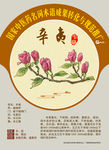 辛夷 手绘中草药 中医药推广