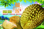榴莲海报