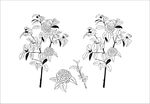 手绘茶花