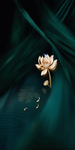 小暑节气