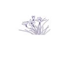 白描花卉 兰花 线条图