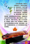 古筝