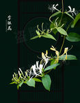 金银花