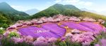 花海