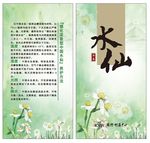 水仙花 吊牌