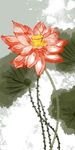 荷花图