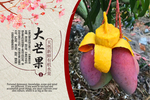 大芒果