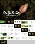 绿色植物发芽植物生长敬畏生命