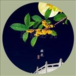桂花