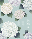 绣球花