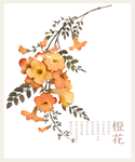 橙花