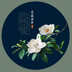 荷花玉兰