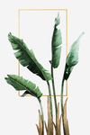 北欧热带植物手绘水彩小清新