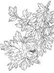 牡丹白描