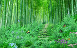 竹林走道背景墙