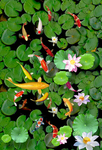 养眼鲤鱼荷花3D地板