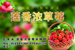 莲香浓草莓