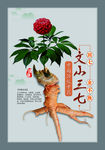 三七苗