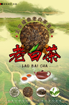 福鼎白茶