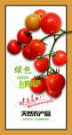 番茄