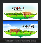 黄牛