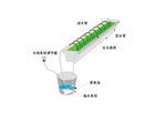 农业水培蔬菜示意图