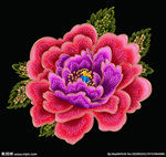 牡丹花