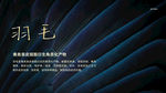 平铺羽毛