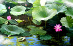 荷花油画