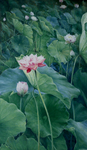 荷花油画