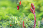 春天海报