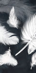 白色羽毛新玄关画 tif分层