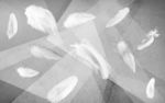 白色羽毛北欧墙画 tif分层