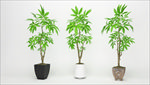 三棵发财树马拉巴栗