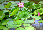 荷花油画