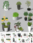 植物盆栽模型