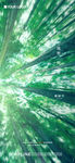 植树节