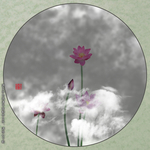 插画荷花