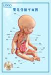 婴幼儿骨骼平面图