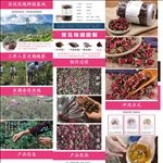 金边玫瑰