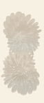 手绘玫瑰花花纹白色花
