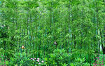 绿色竹林背景墙