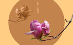 分层玉兰花