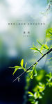 地产清明节气微信稿